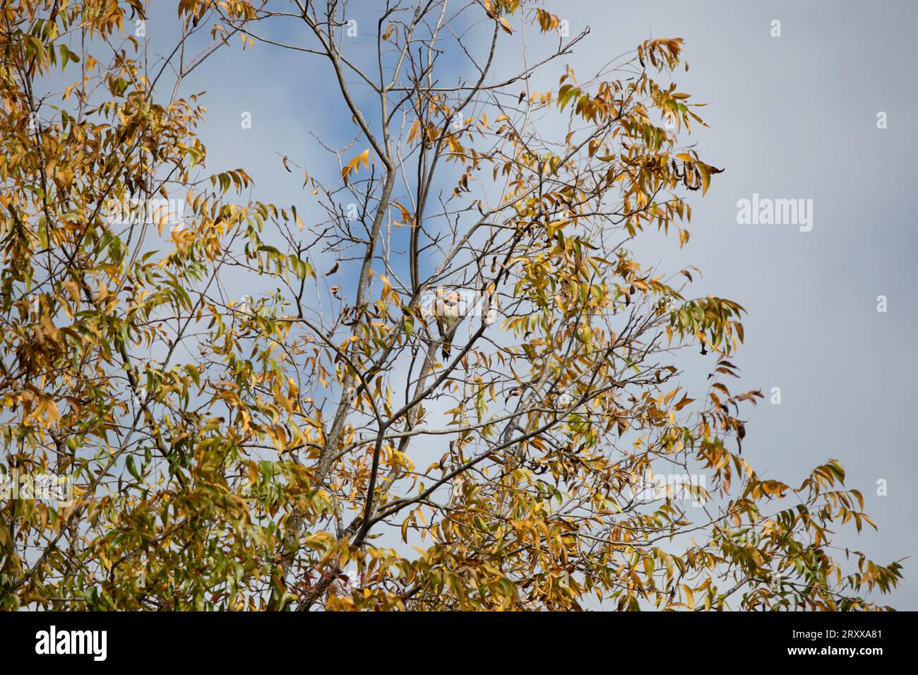 Curiosa femmina sfarfallio d'albero giallo (Colaptes auratus) che guarda fuori da un persico pieno di foglie gialle autunnali Foto Stock