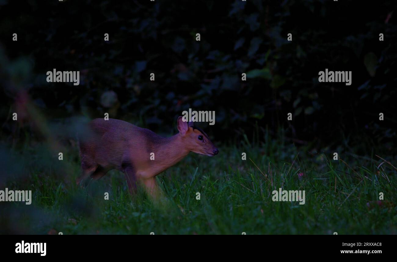 Cervi Muntjac che passeggiano di notte Foto Stock