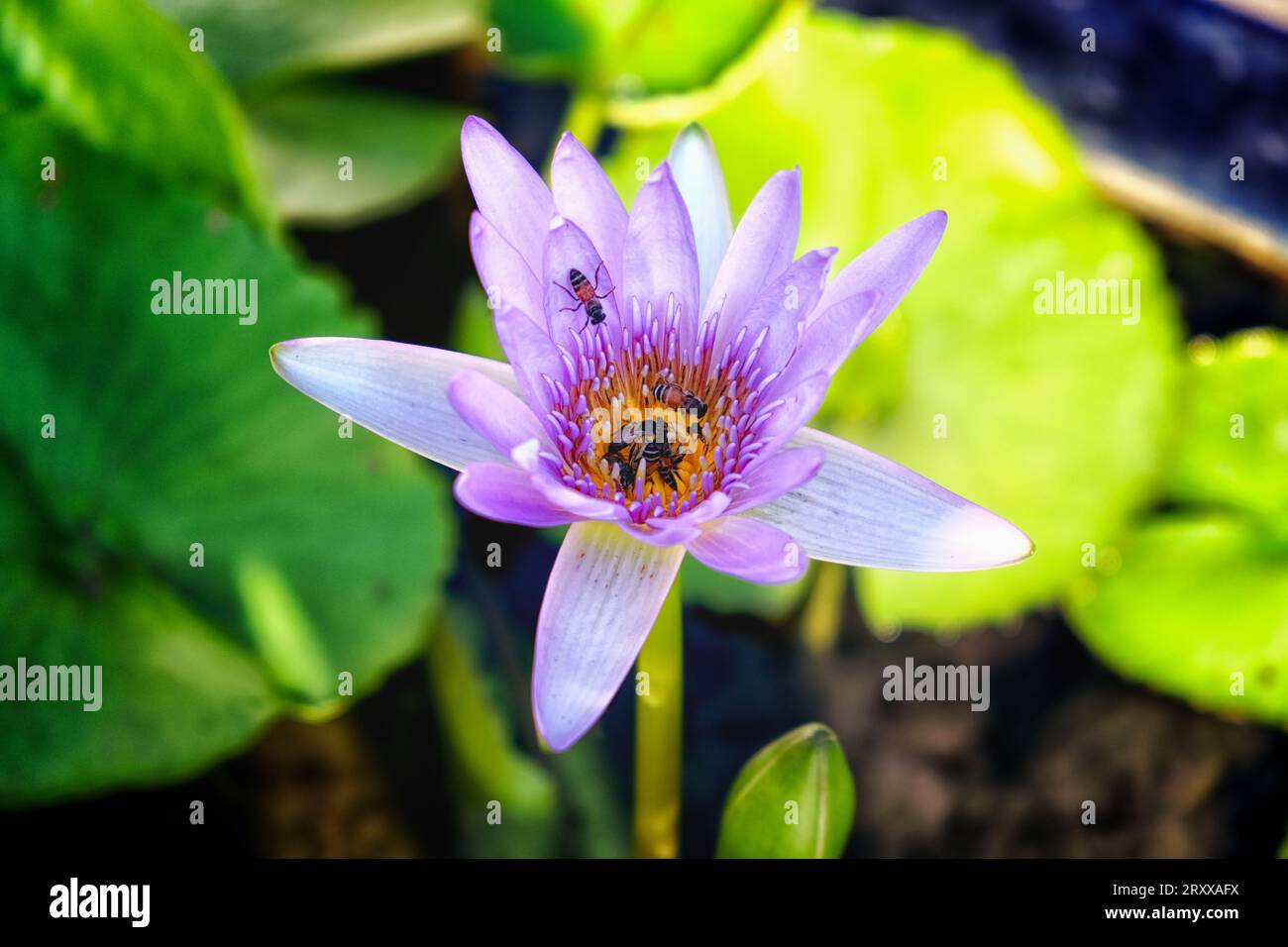 Tra lussureggianti fogliame e steli verdi, un ninfee viola completamente fiorito attira gli insetti, che raccolgono diligentemente il polline. Foto Stock