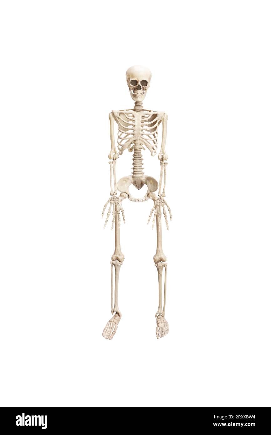 Foto studio di uno scheletro umano isolato su sfondo bianco Foto Stock