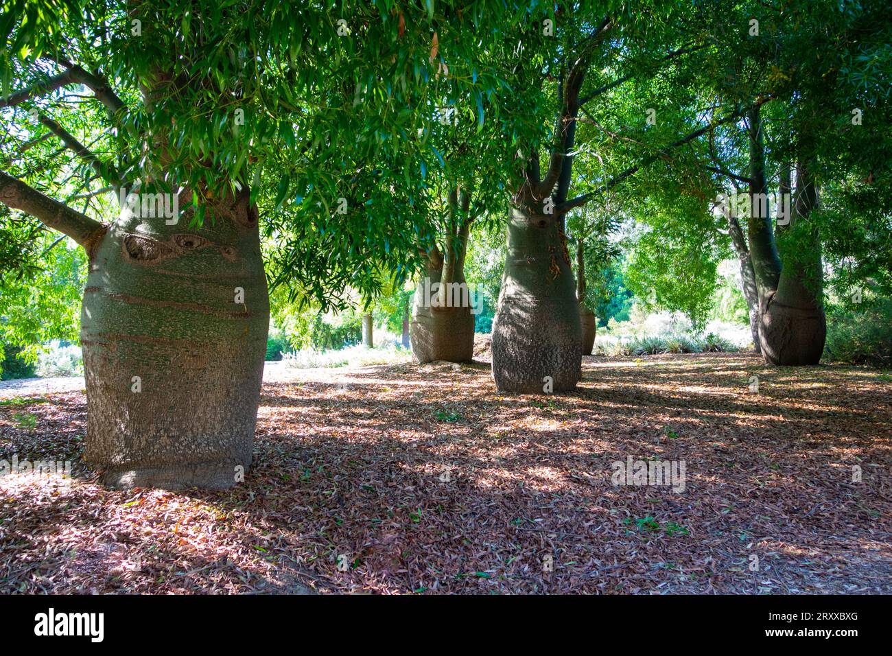 Alberi di tronco spessi e distanziati uniformemente in un giardino. Foto Stock