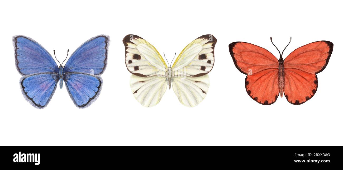 Set di farfalle ad acquerello diverse. Rame, rame scarso, pieridae. Farfalle blu, arancioni, bianche. Illustrazione acquerello per stampa, tessile Foto Stock