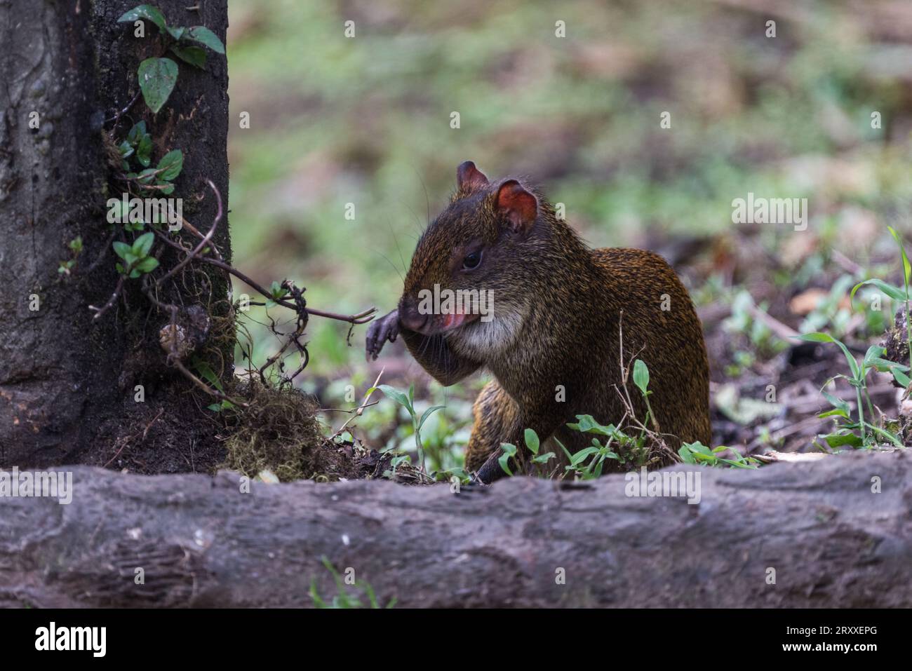 Un Agouti (Dasyprocta punctata) in Ecuador Foto Stock