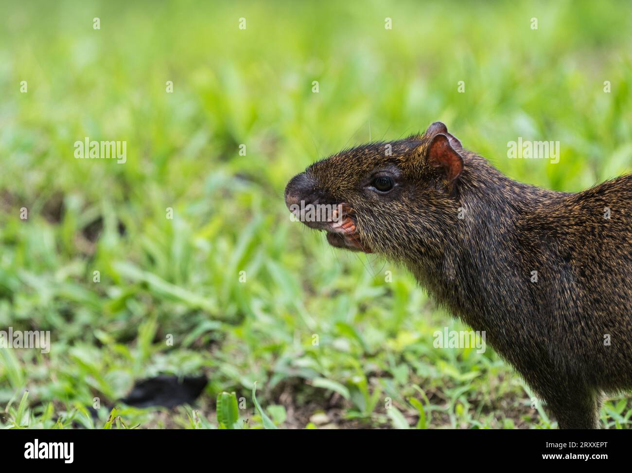 Un Agouti (Dasyprocta punctata) in Ecuador Foto Stock