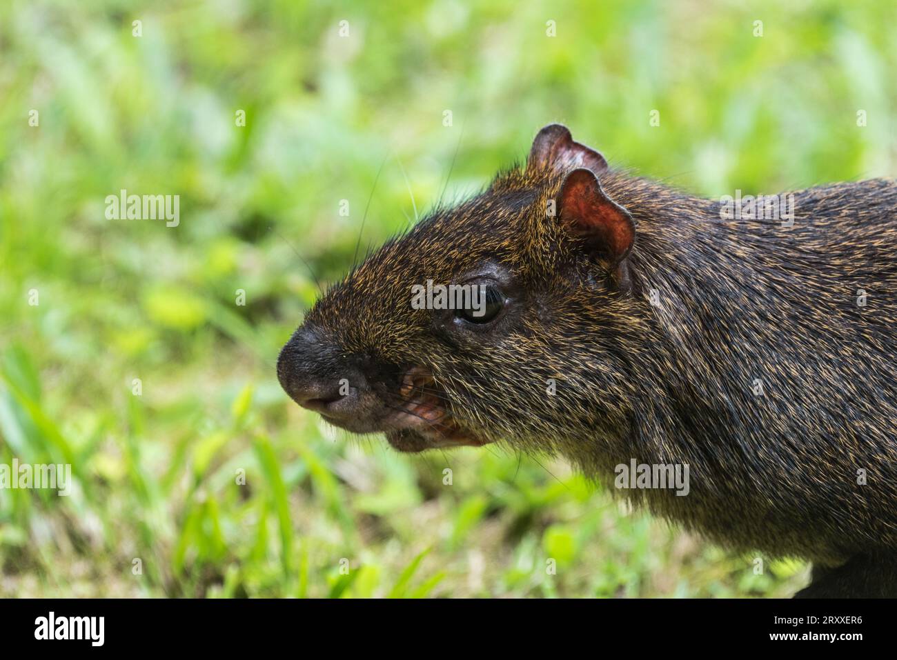 Un Agouti (Dasyprocta punctata) in Ecuador Foto Stock