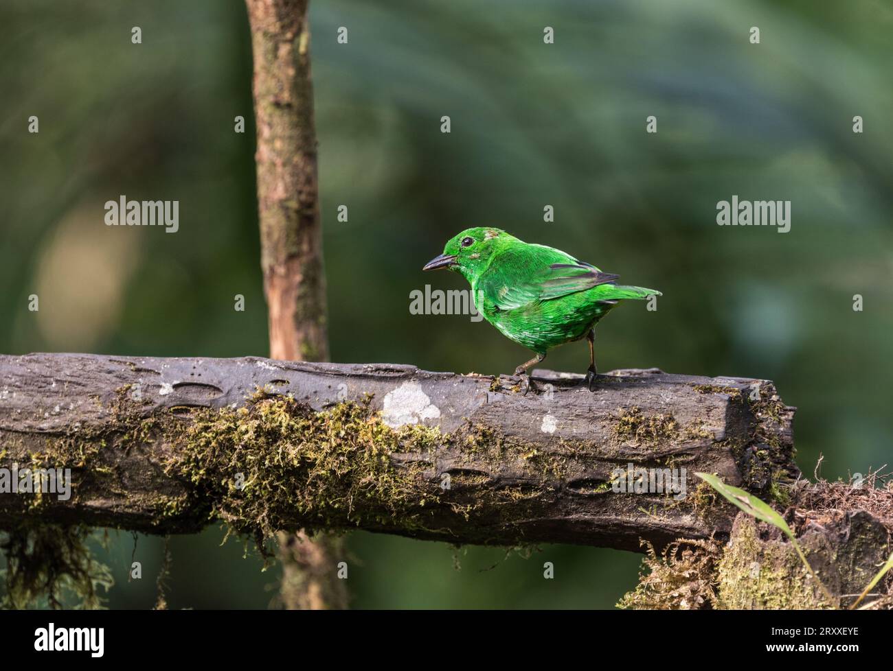 Foraging glistening Green Tanager (Chlorochrysa phoenicotis), un Chaco endemico, in Ecuador Foto Stock