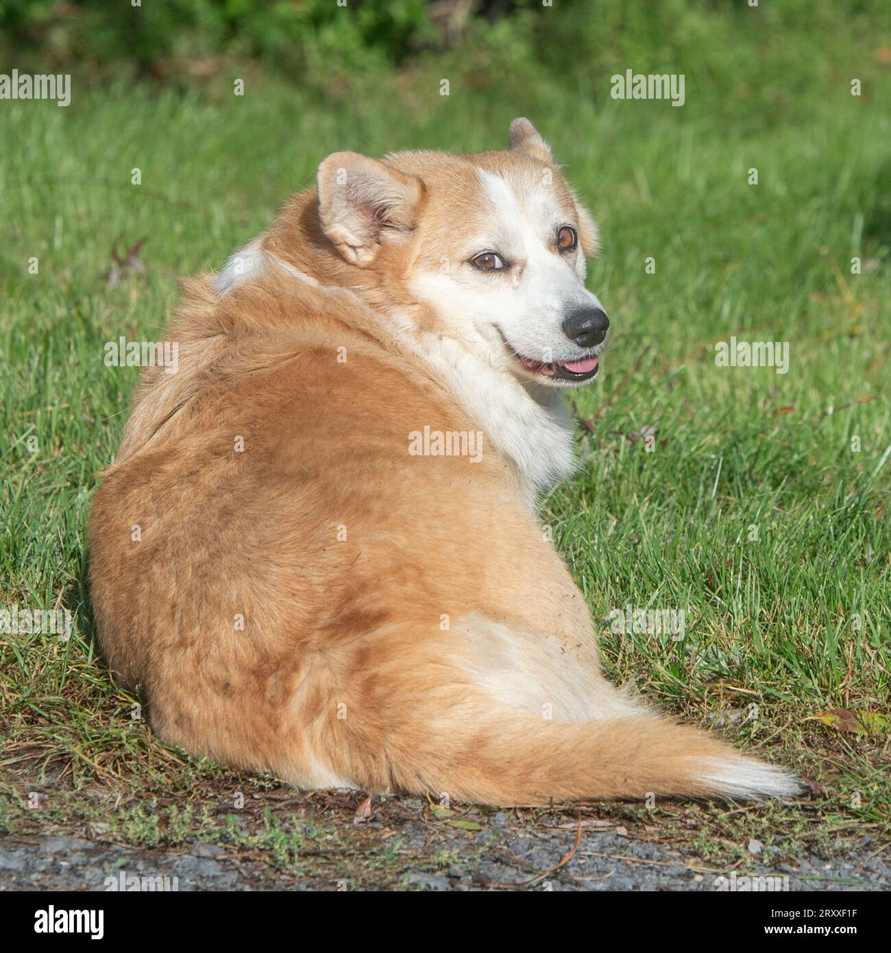 Pembroke Corgi cane Foto Stock