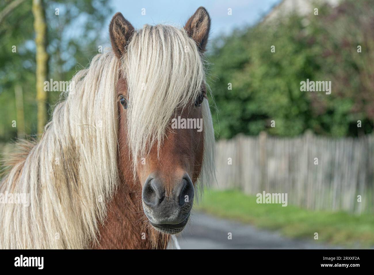 Cavallo islandese stallone Foto Stock