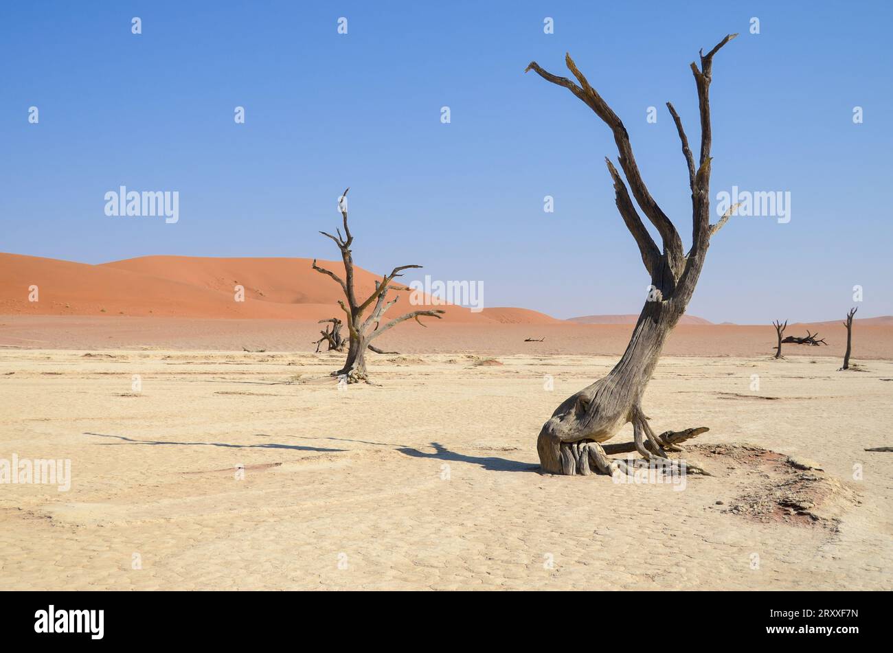 paesaggio di deadvlei nel parco nazionale namib naukflut Foto Stock