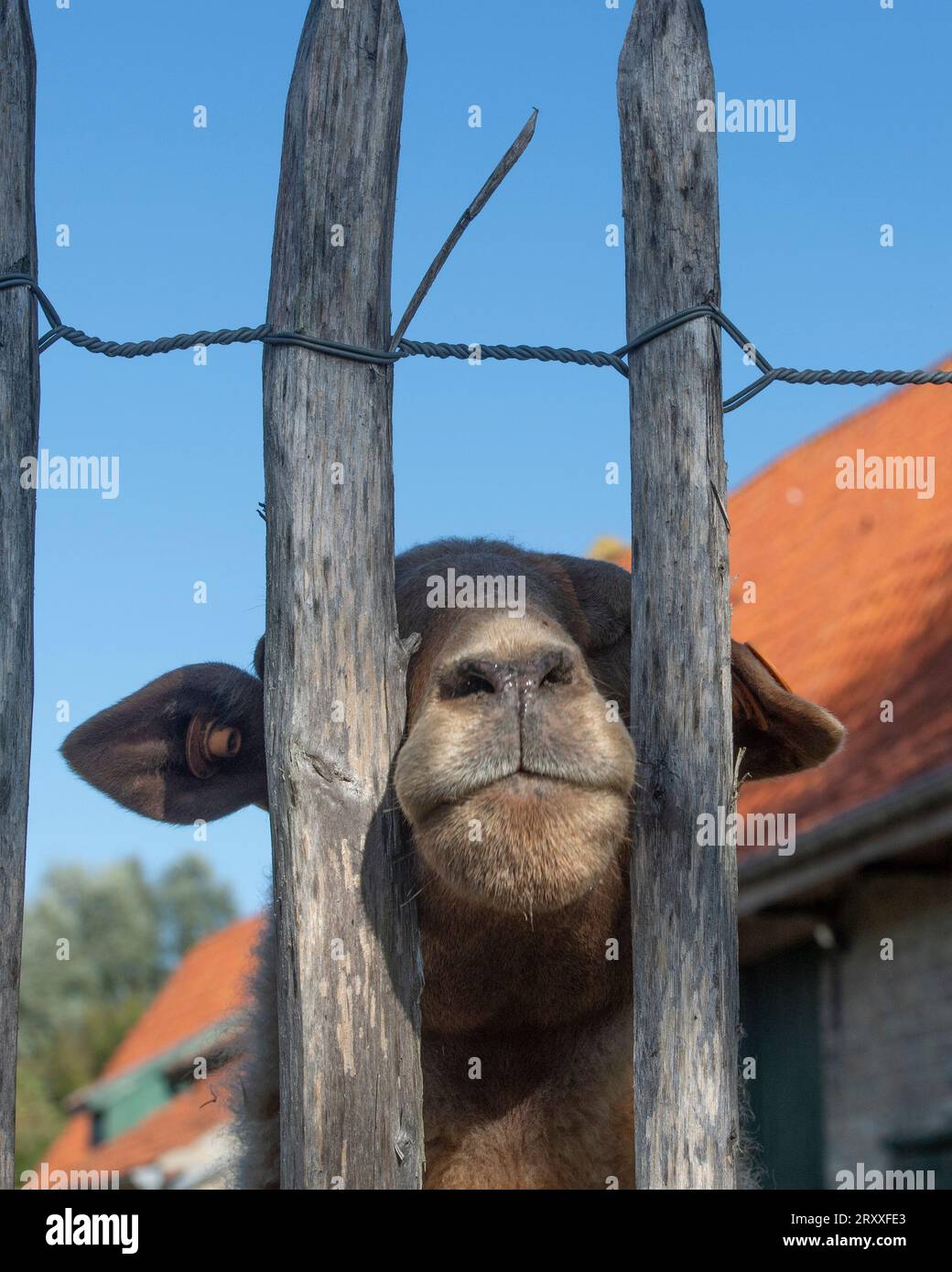 pecora che guarda attraverso un recinto Foto Stock