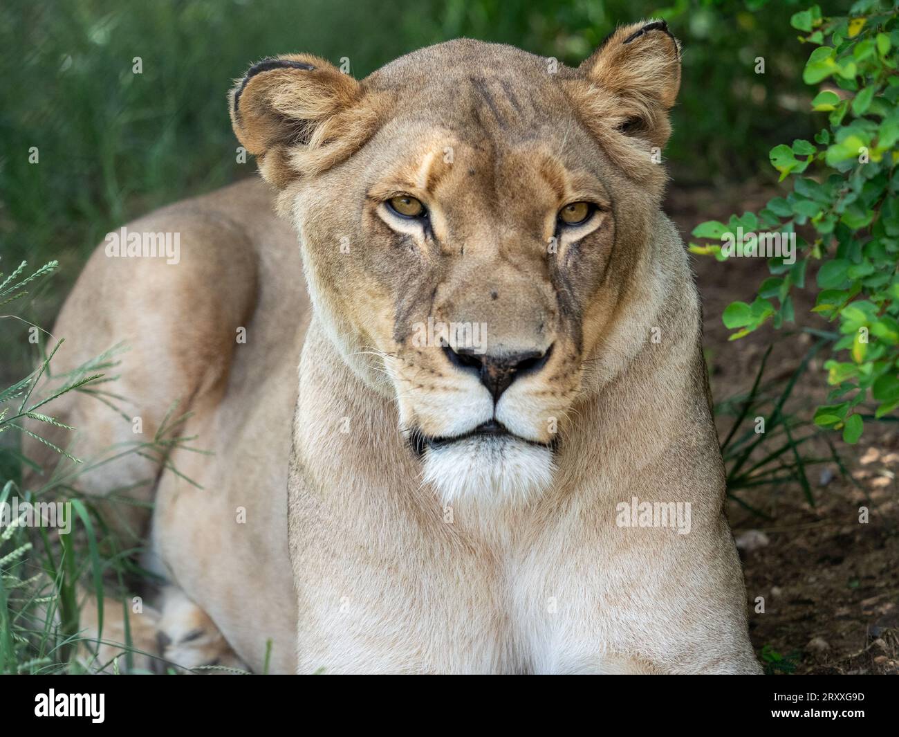 La leonessa in Sud Africa, riposa all'ombra di un albero Foto Stock