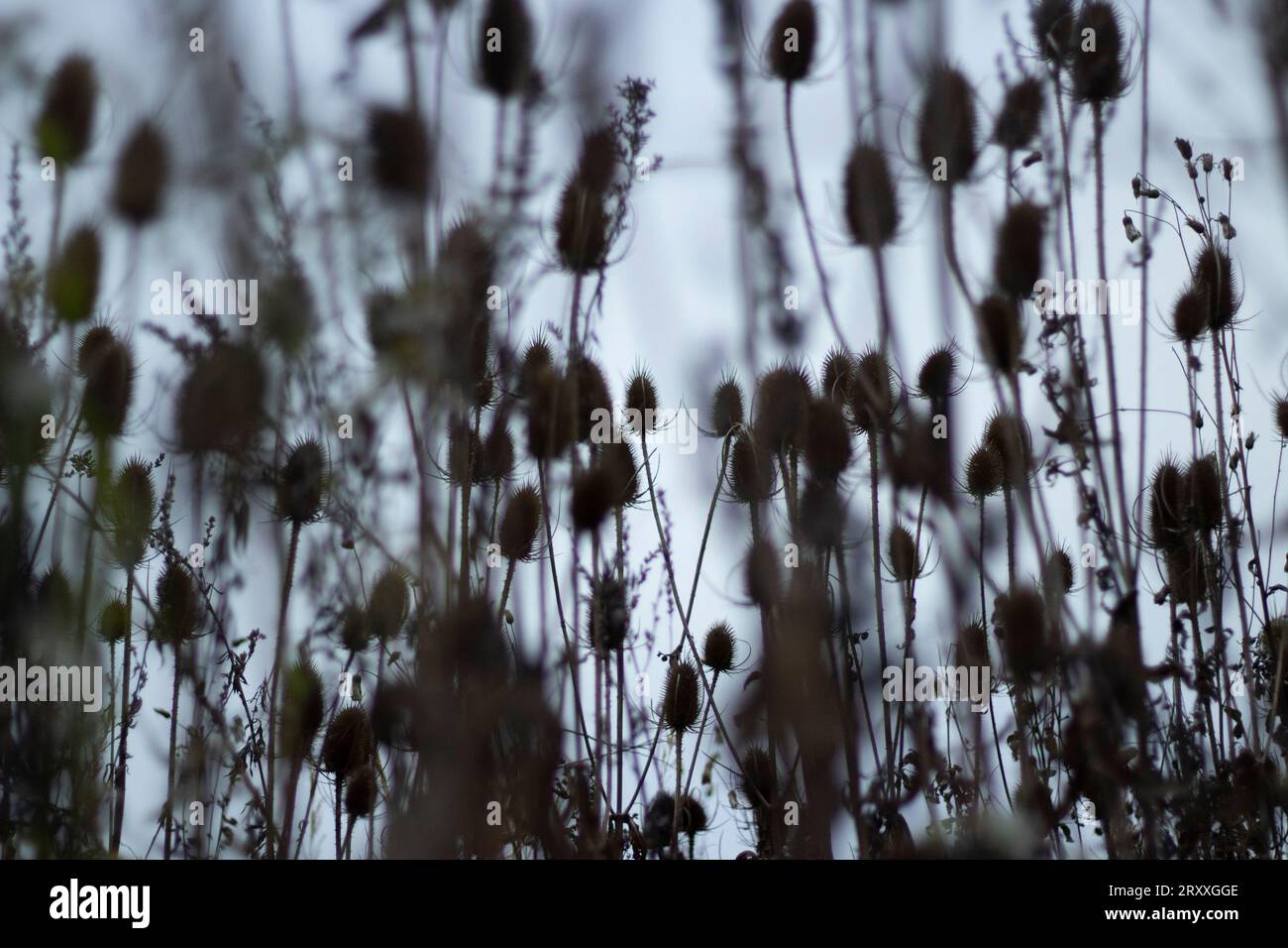 Piante secche. Silhouette nere di piante spinose. Steli lunghi. Dettagli della natura. Sensazione cupa. Foto Stock