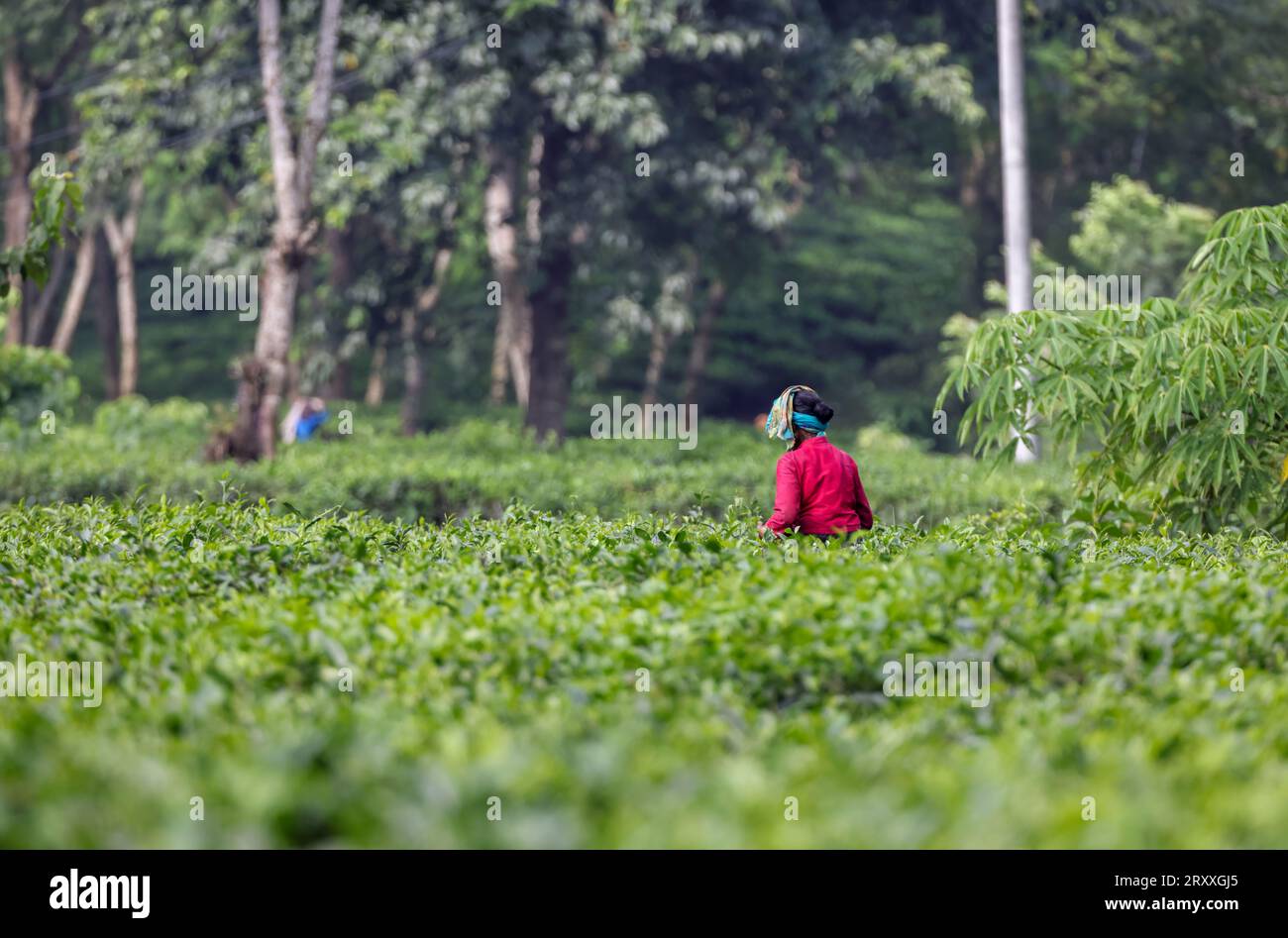 Lavoratrice del tè che raccoglie foglie di tè dalla piantagione di tè. Questa foto è stata scattata da Chittagong, Bangladesh. Foto Stock
