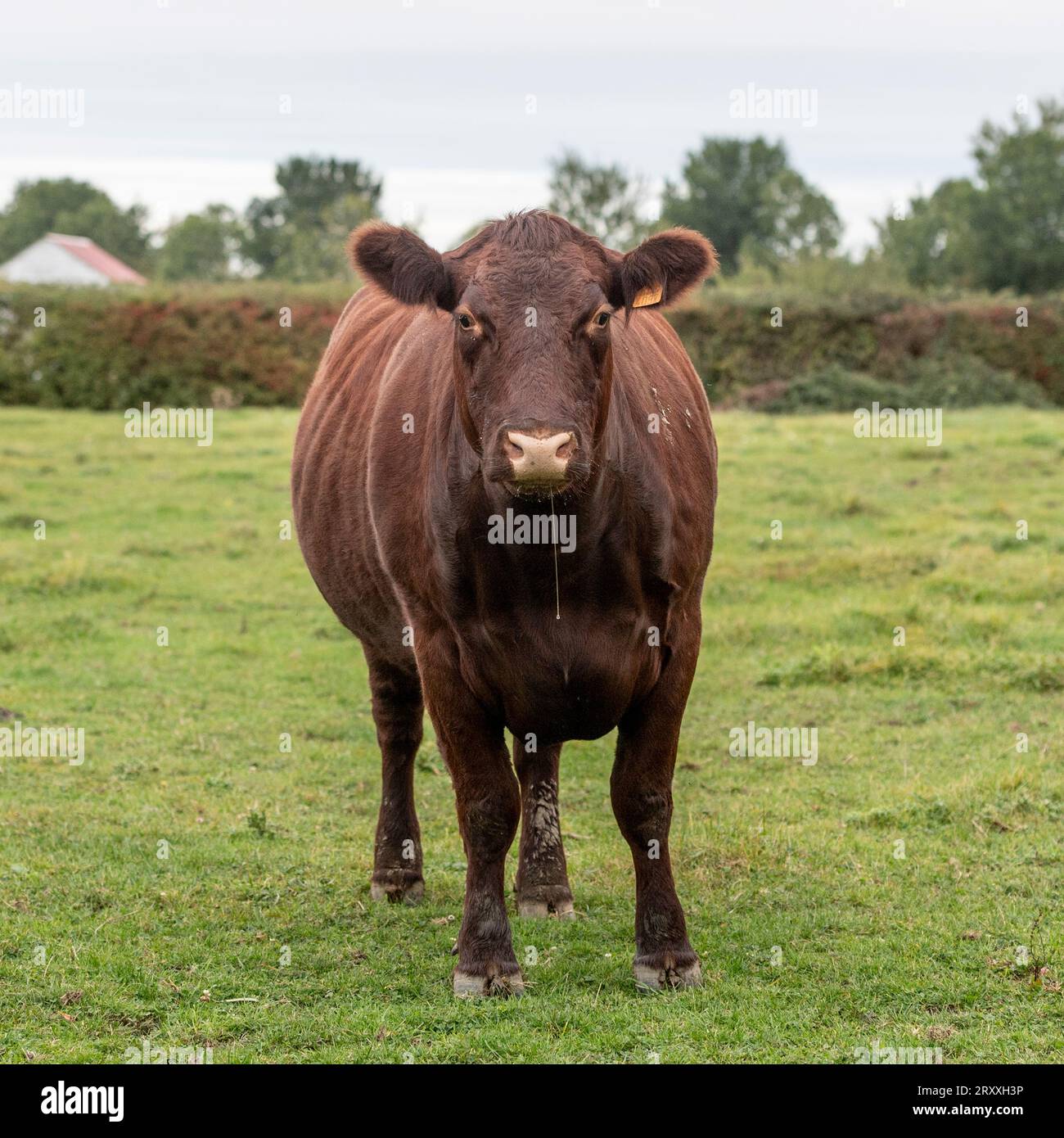 Mucca del Sussex Foto Stock
