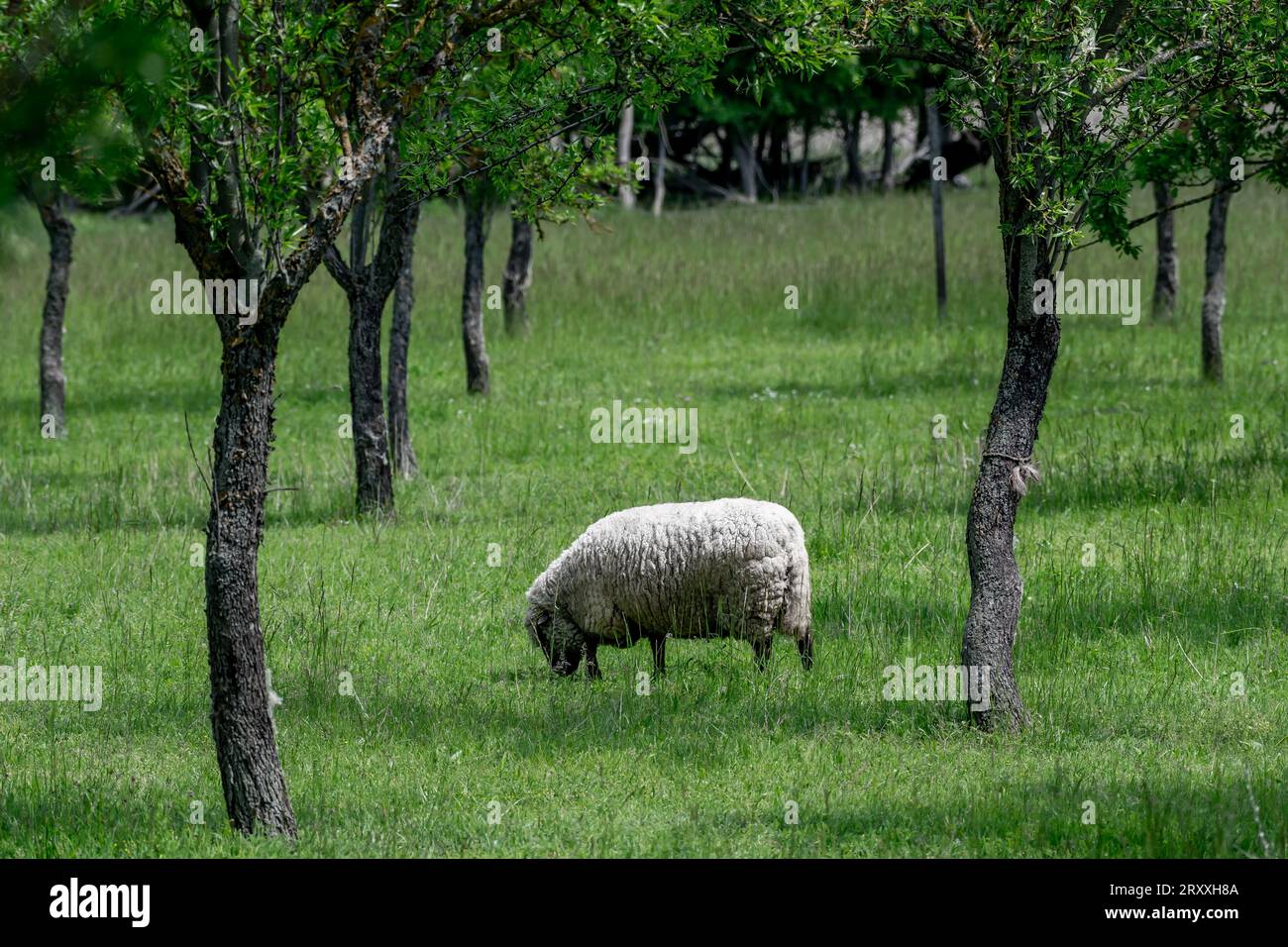La pecora bianca si snoda tra gli alberi nel paesaggio del lago Neusiedl nel Burgenland, Austria Foto Stock