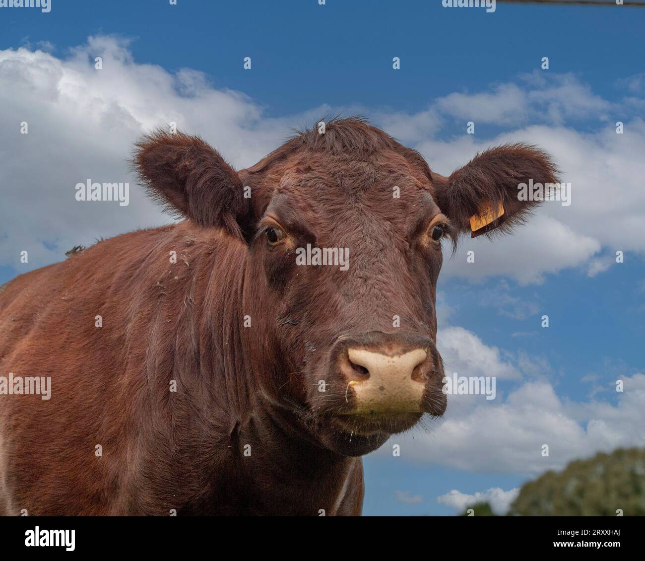 Mucca del Sussex rosso Foto Stock