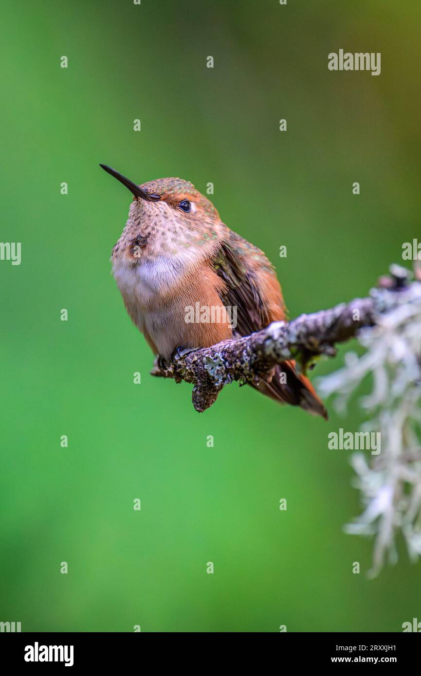 Un piccolo colibrì Rufous maschio (Selasphorus rufus) arroccato alla fine di un ramo ricoperto di licheni Foto Stock