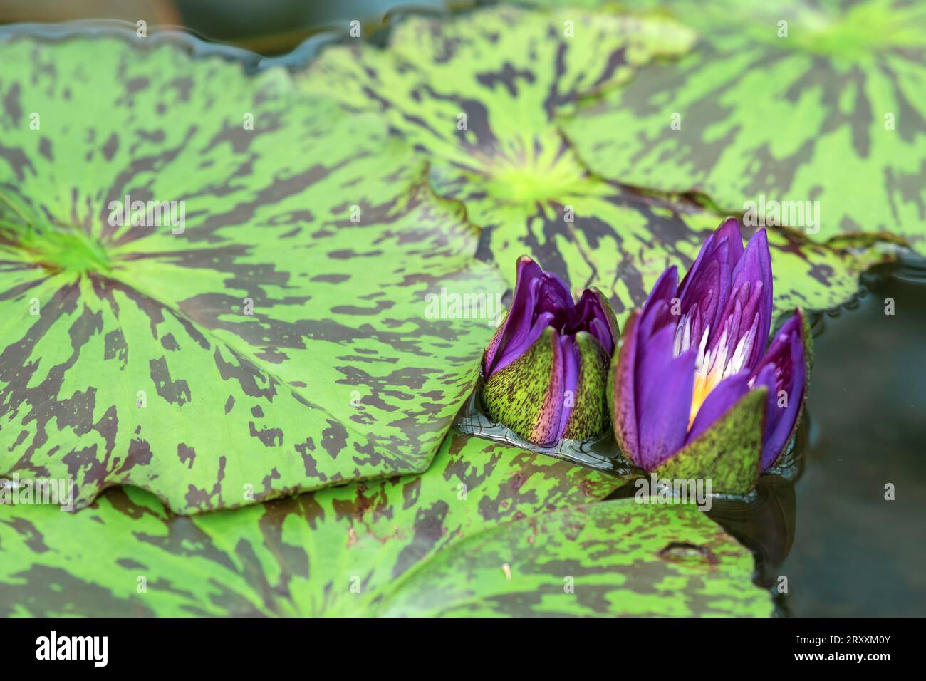 le gemme viola di un giglio d'acqua tropicale stanno appena iniziando ad aprirsi prima della fioritura Foto Stock