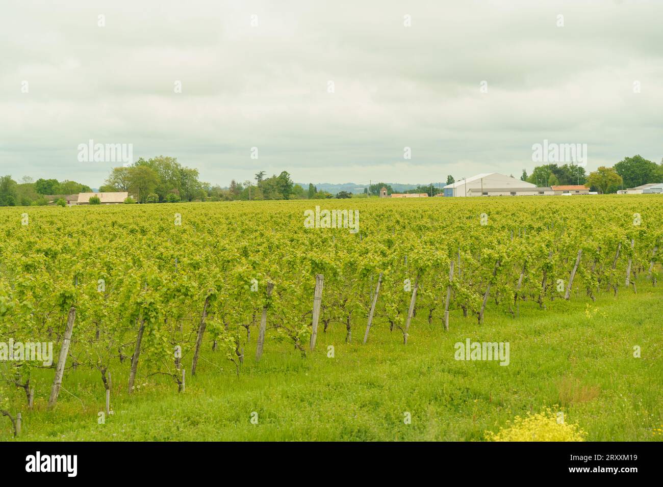 Vigneti in provincia di Aquitania in primavera. Nitidezza selettiva Foto Stock