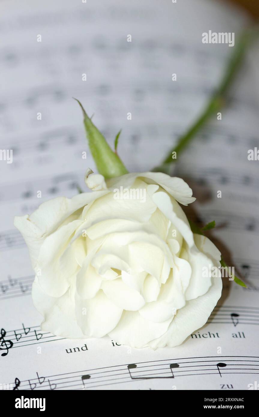 Fiore di rosa su spartiti musicali Foto Stock