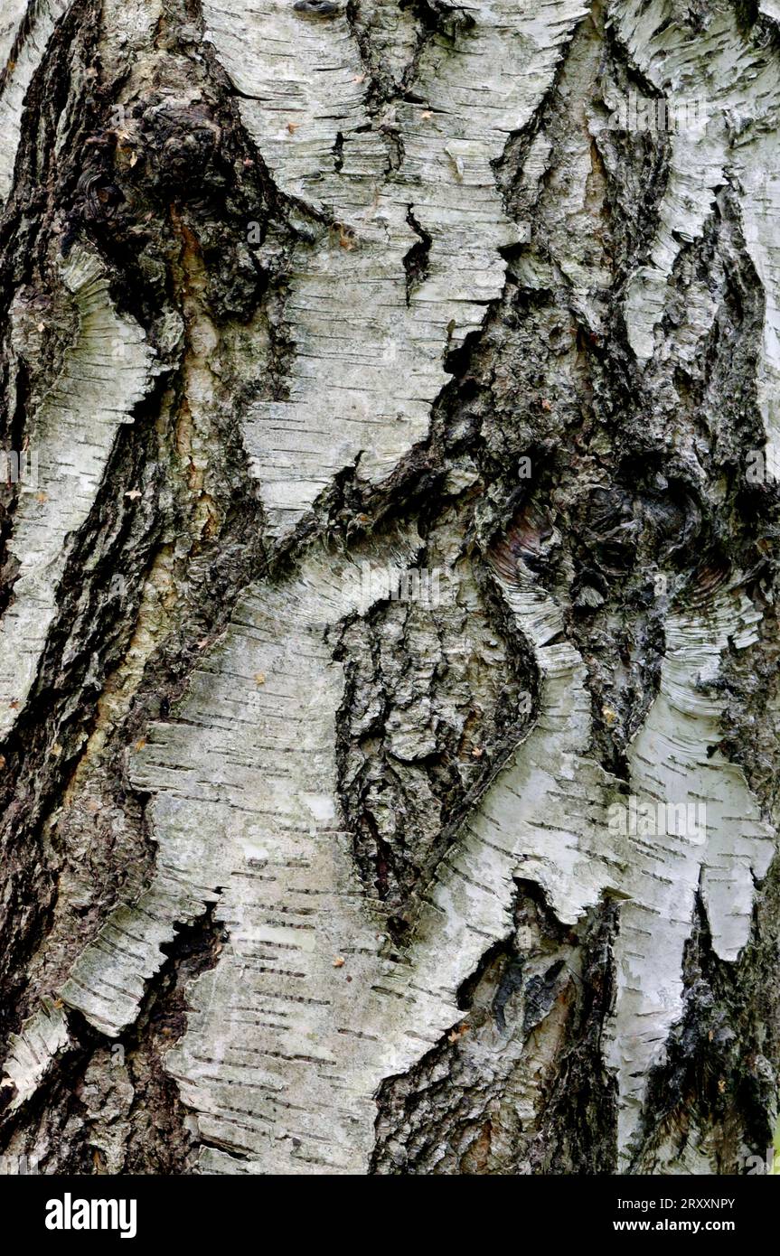 Betulla verrucola d'argento (Betula pendula) Foto Stock