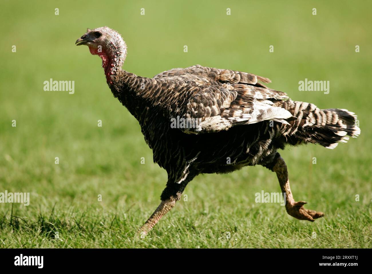 Turchia, turchia nazionale (Meleagris gallopavo domestica), turchia Foto Stock