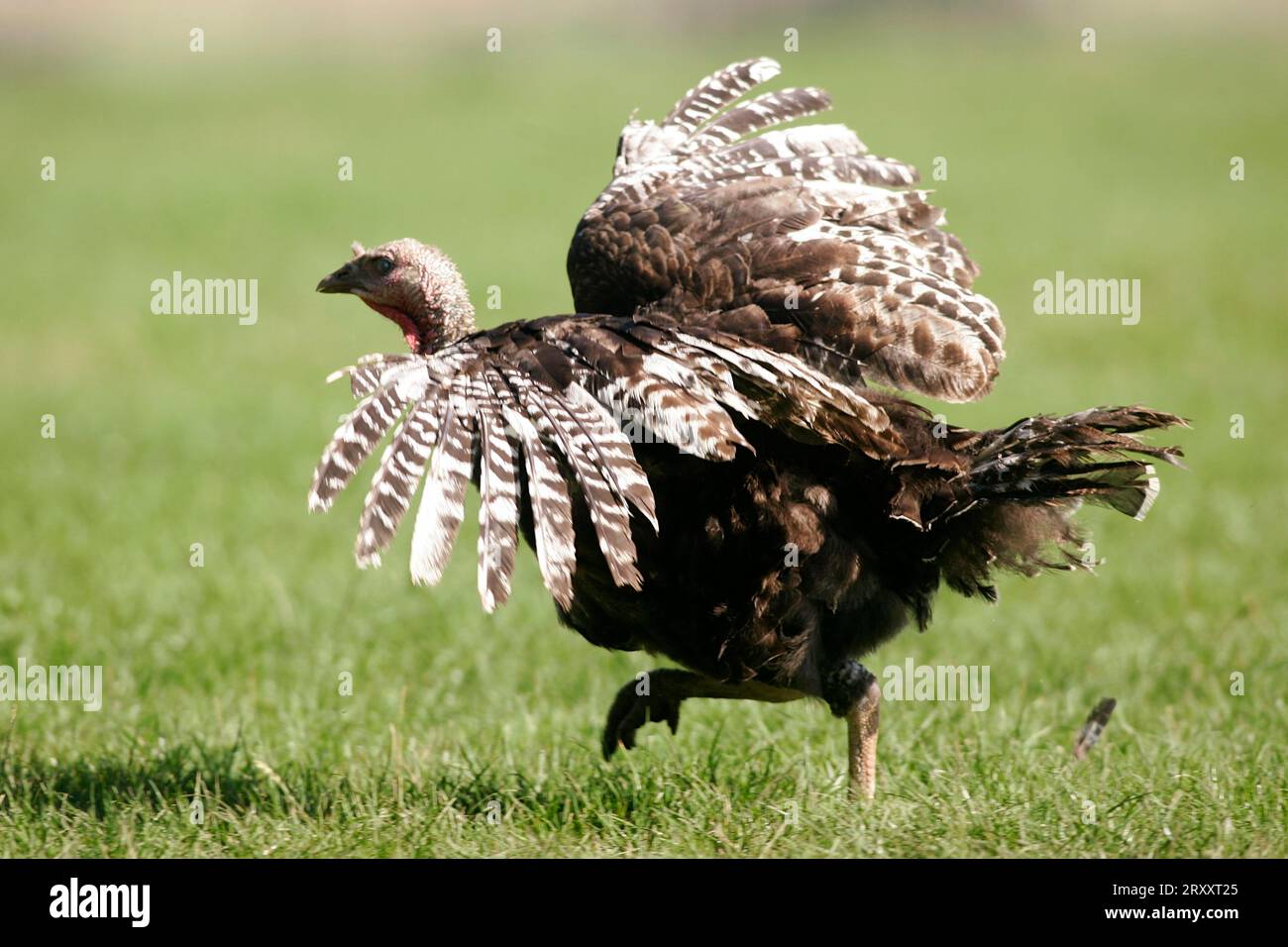 Turchia, turchia nazionale (Meleagris gallopavo domestica), turchia Foto Stock