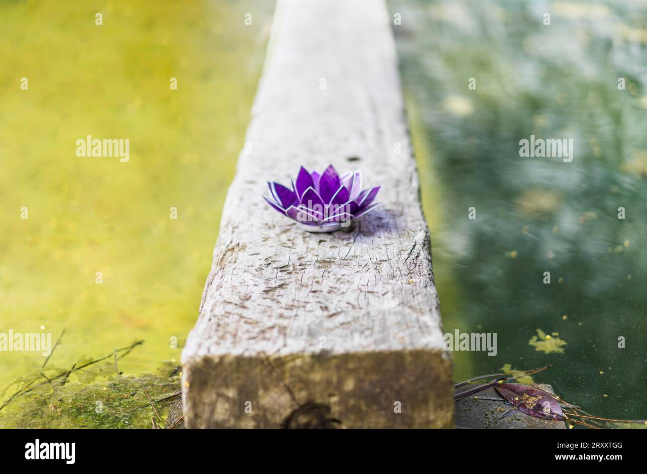 Immagine estetica di un loto di vetro viola. Copia spazio Foto Stock