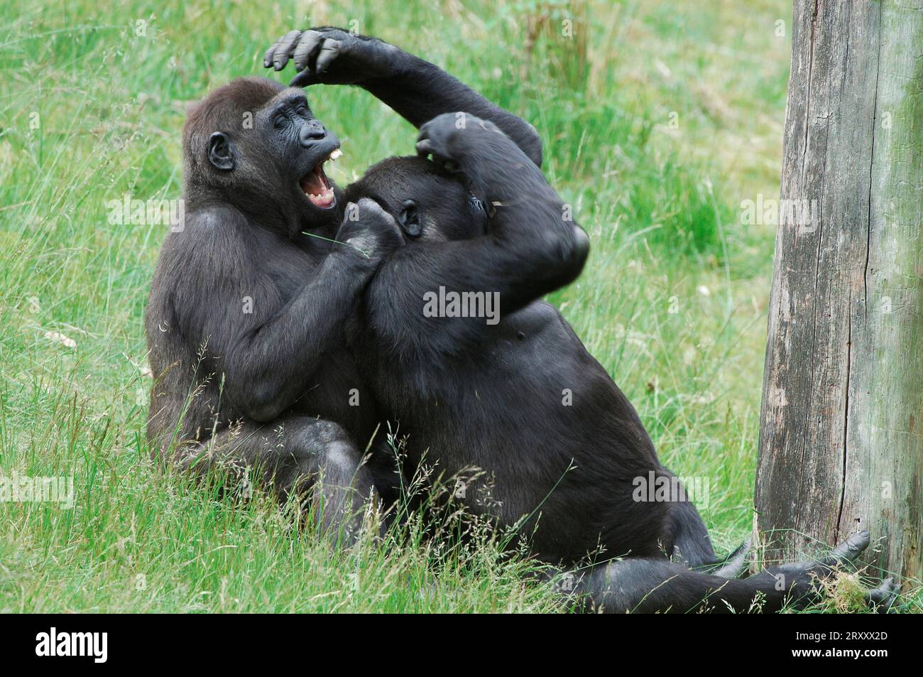 Giovane Westen Gorillas (Gorilla gorilla gorilla) Foto Stock