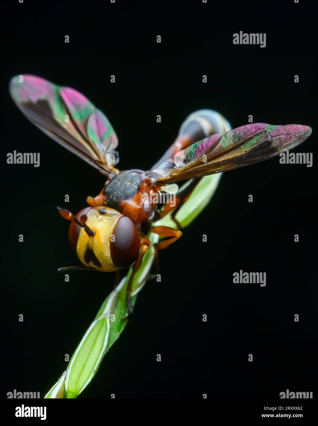 Macro Photography WASP Foto Stock
