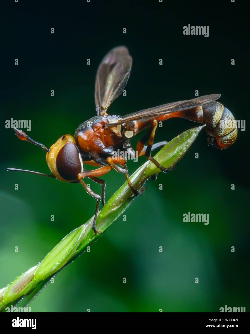 Macro Photography WASP Foto Stock