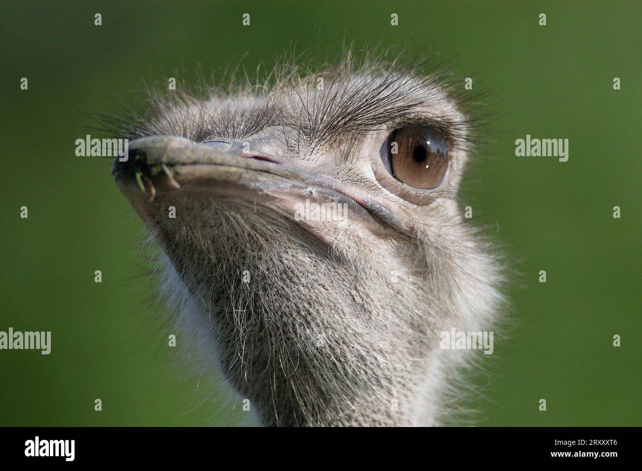 Struzzo comune (Struthio camelus), femmina Foto Stock