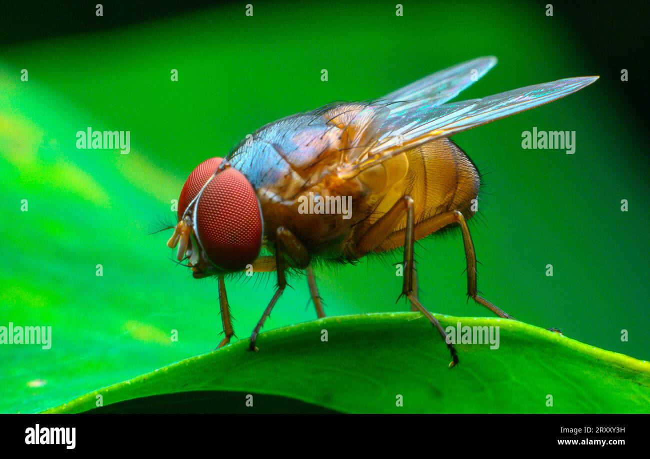 Immagine macro di primo piano estrema, occhio composto, immagine dettagliata Foto Stock