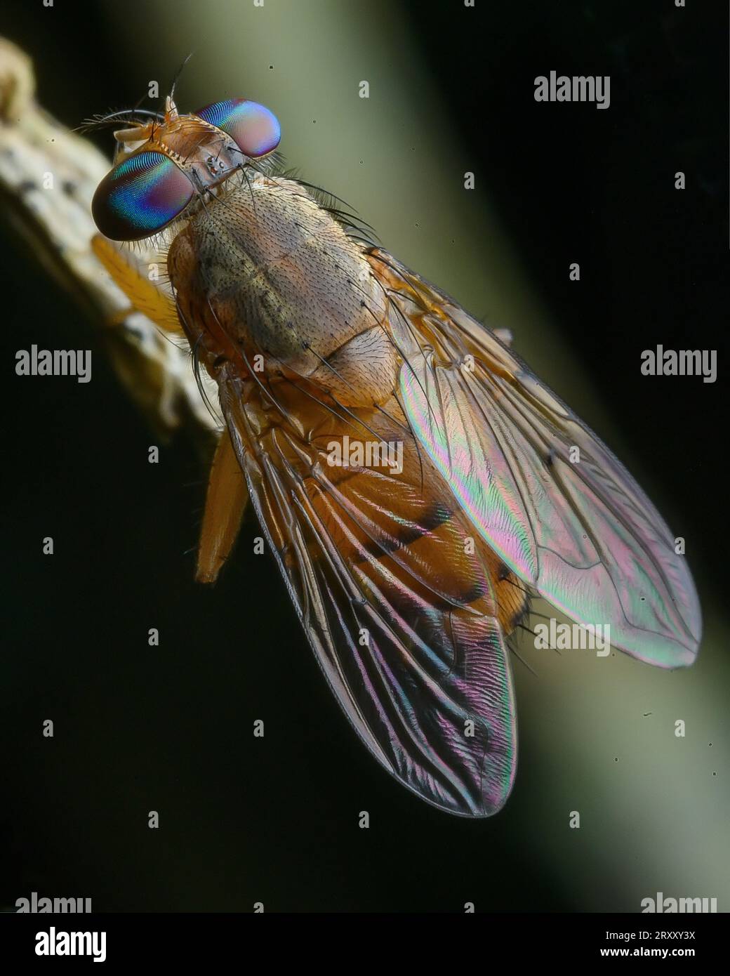 Immagine macro di primo piano estrema, occhio composto, immagine dettagliata Foto Stock