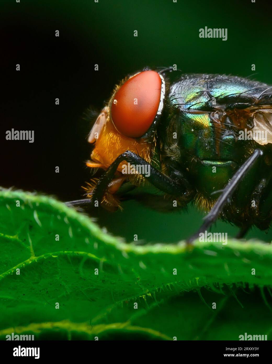Immagine macro di primo piano estrema, occhio composto, immagine dettagliata Foto Stock