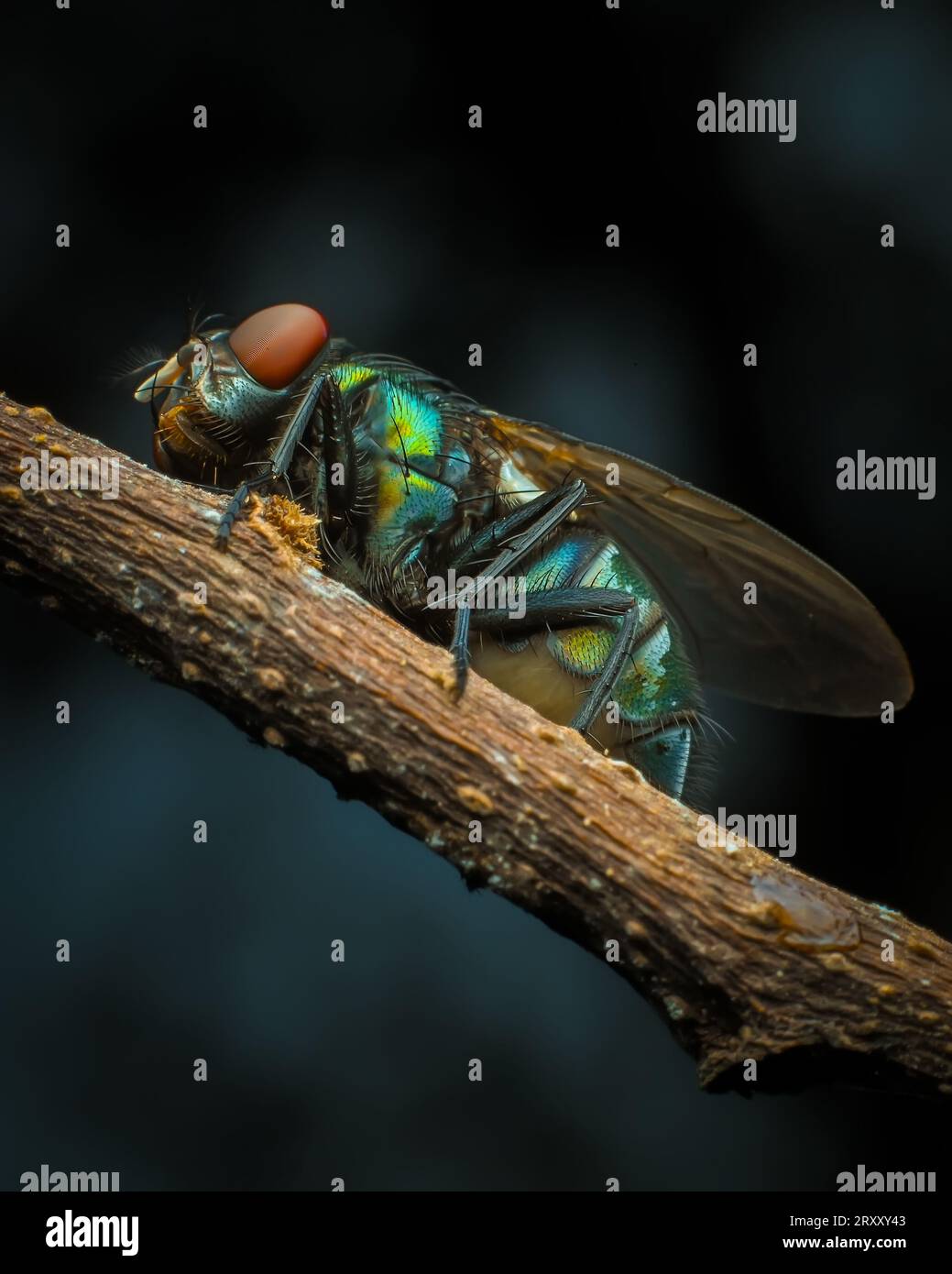 Immagine macro di primo piano estrema, occhio composto, immagine dettagliata Foto Stock