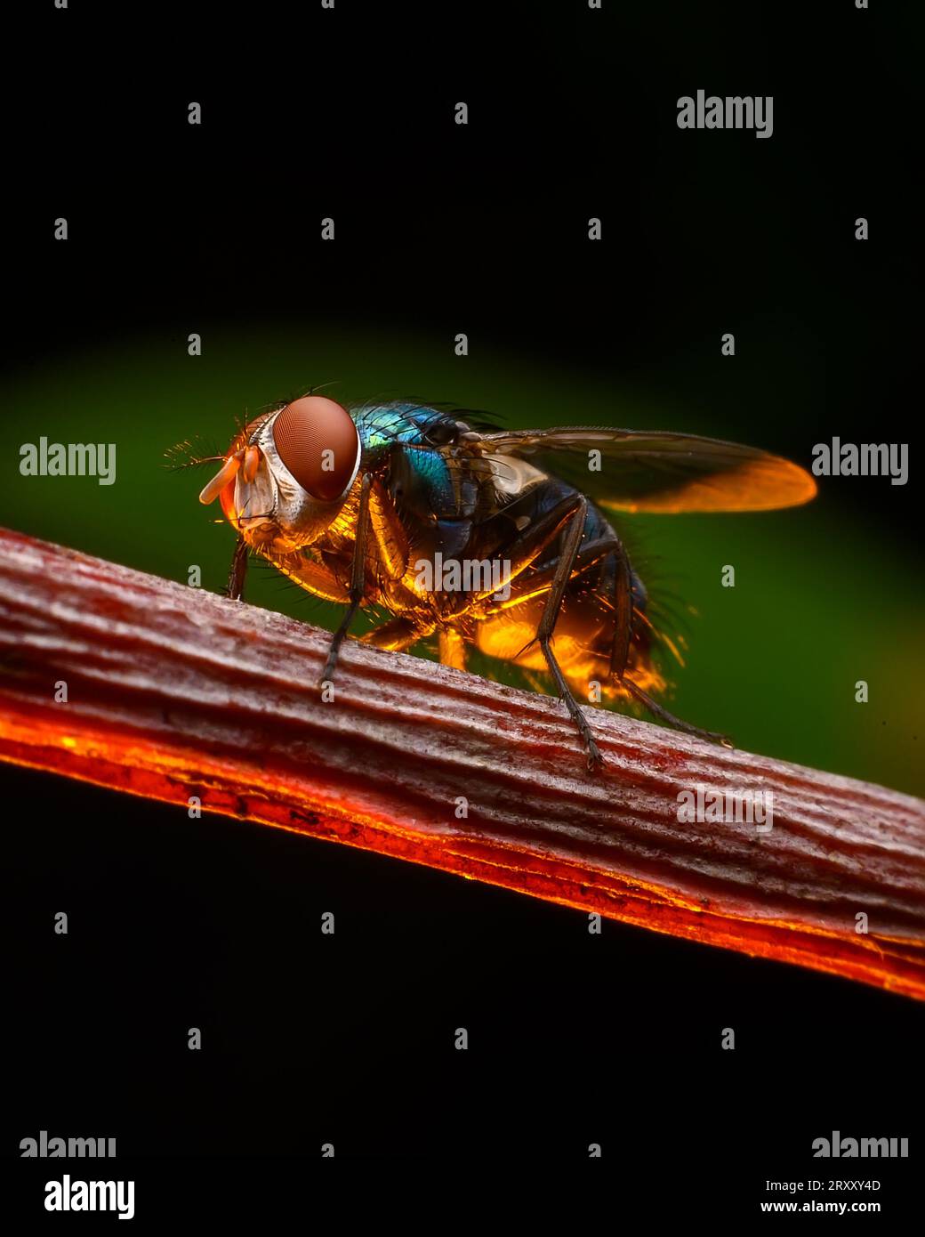 Immagine macro di primo piano estrema, occhio composto, immagine dettagliata Foto Stock
