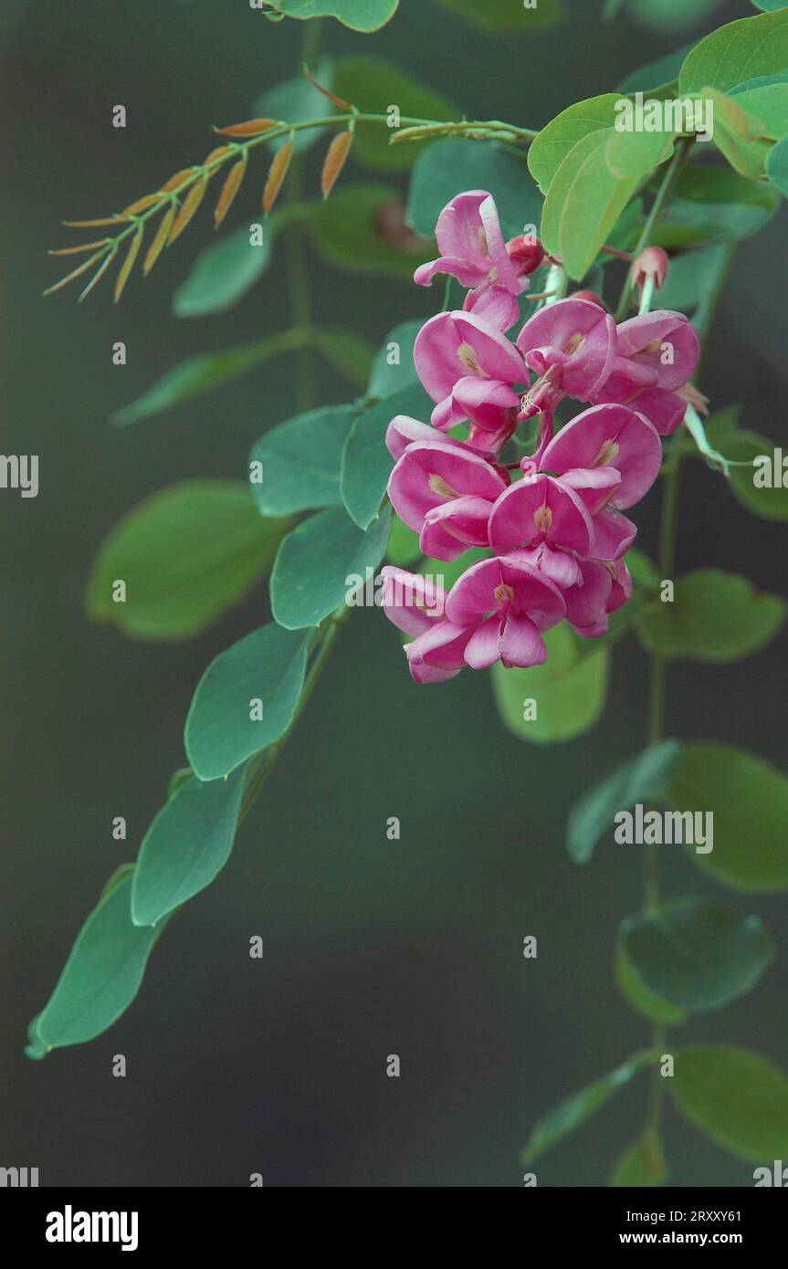 Acacia rosa (Robinia hispida) Foto Stock