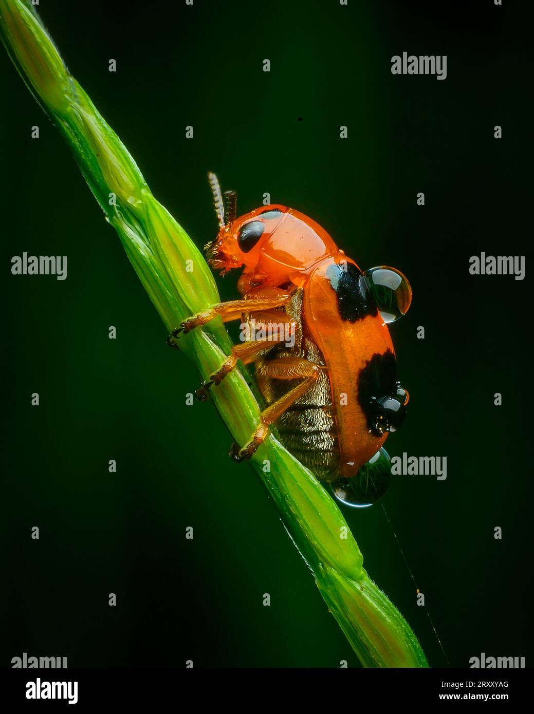 Primo piano estremo del mondo degli insetti Foto Stock