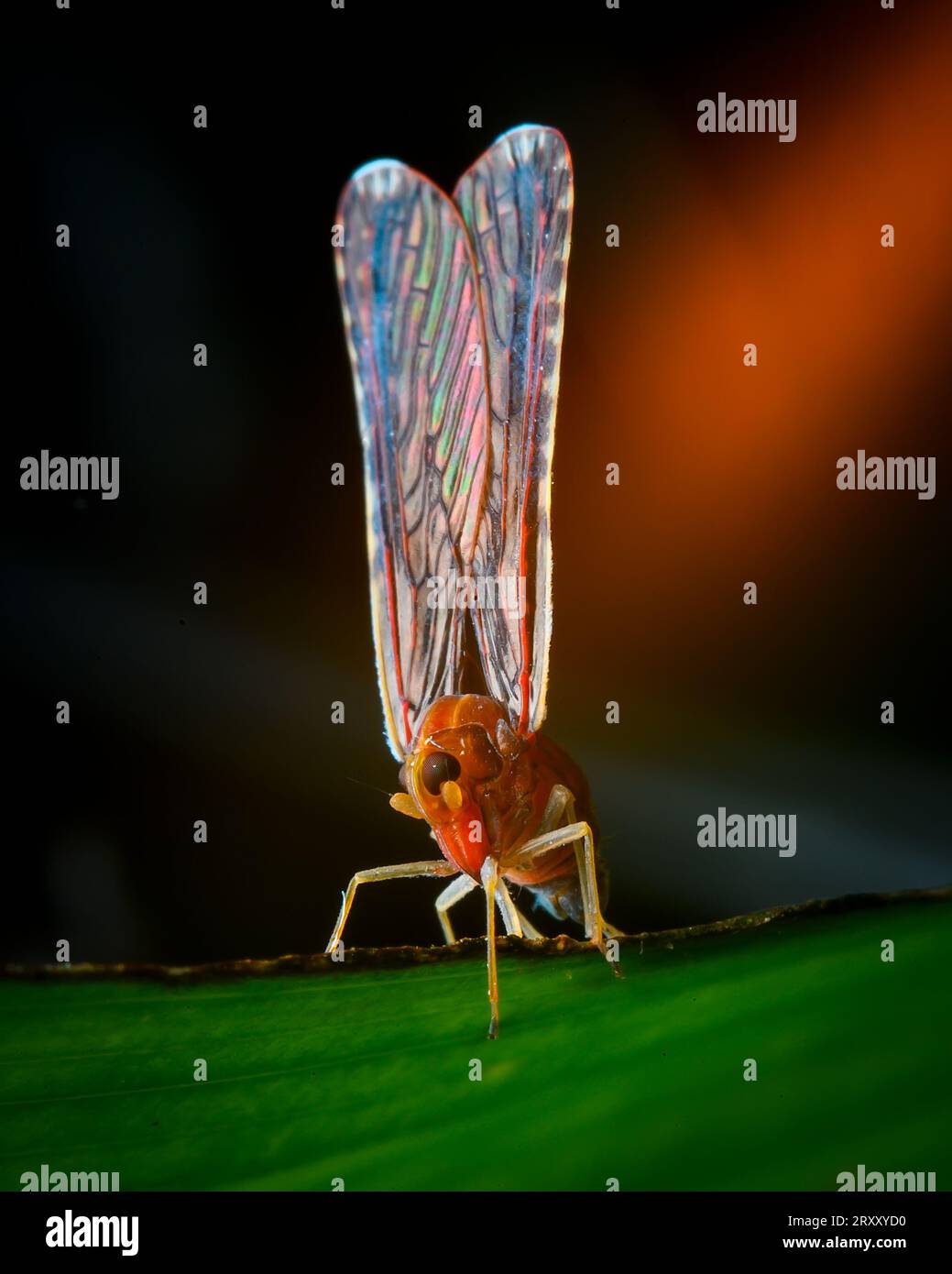 Immagine macro di primo piano estrema, occhio composto, immagine dettagliata Foto Stock
