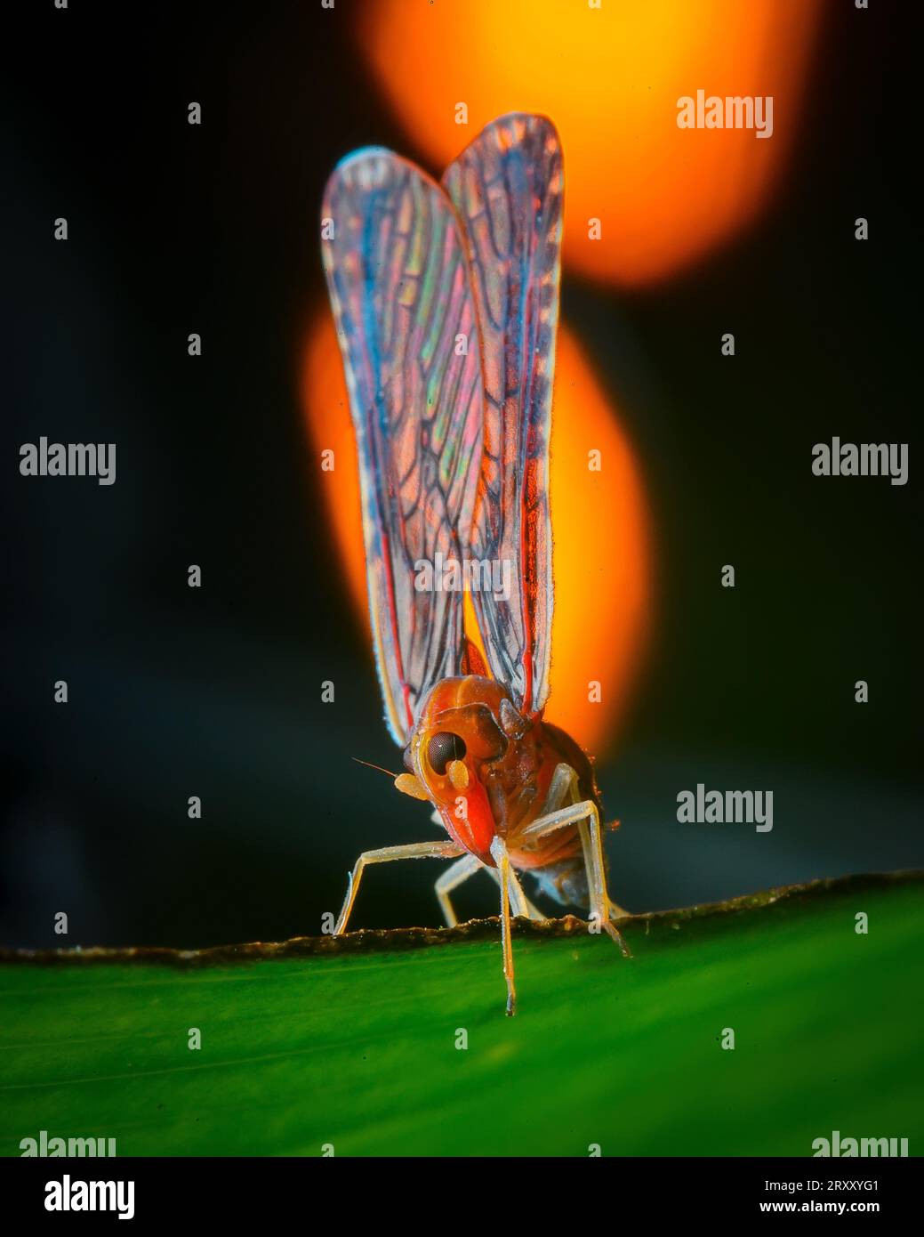 Immagine macro di primo piano estrema, occhio composto, immagine dettagliata Foto Stock
