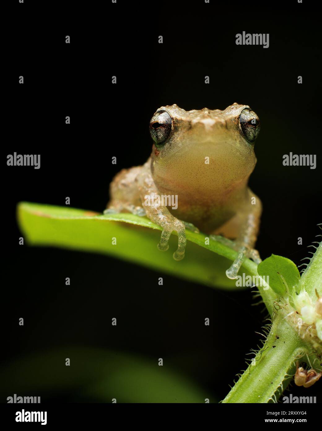 Jerdons Bush Frog Macro Photography Foto Stock