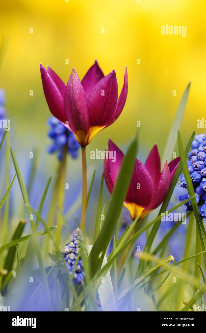 Wild Tulip (Tulipa humilis) "Eastern Star" Foto Stock