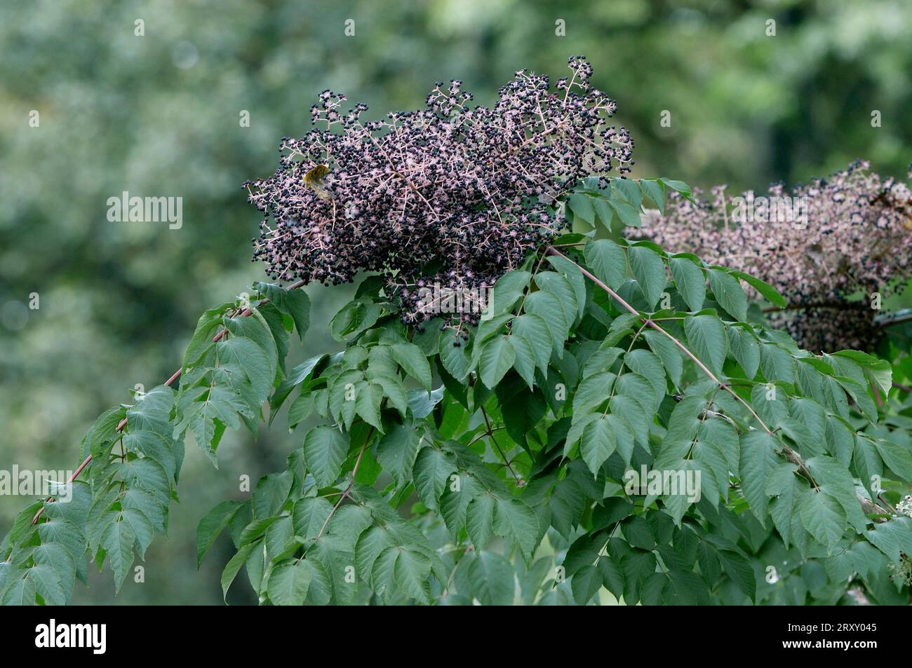 Angelica Tree giapponese (Aralia mandshurica), Aralia elata, famiglia edera, Araliaceae Foto Stock