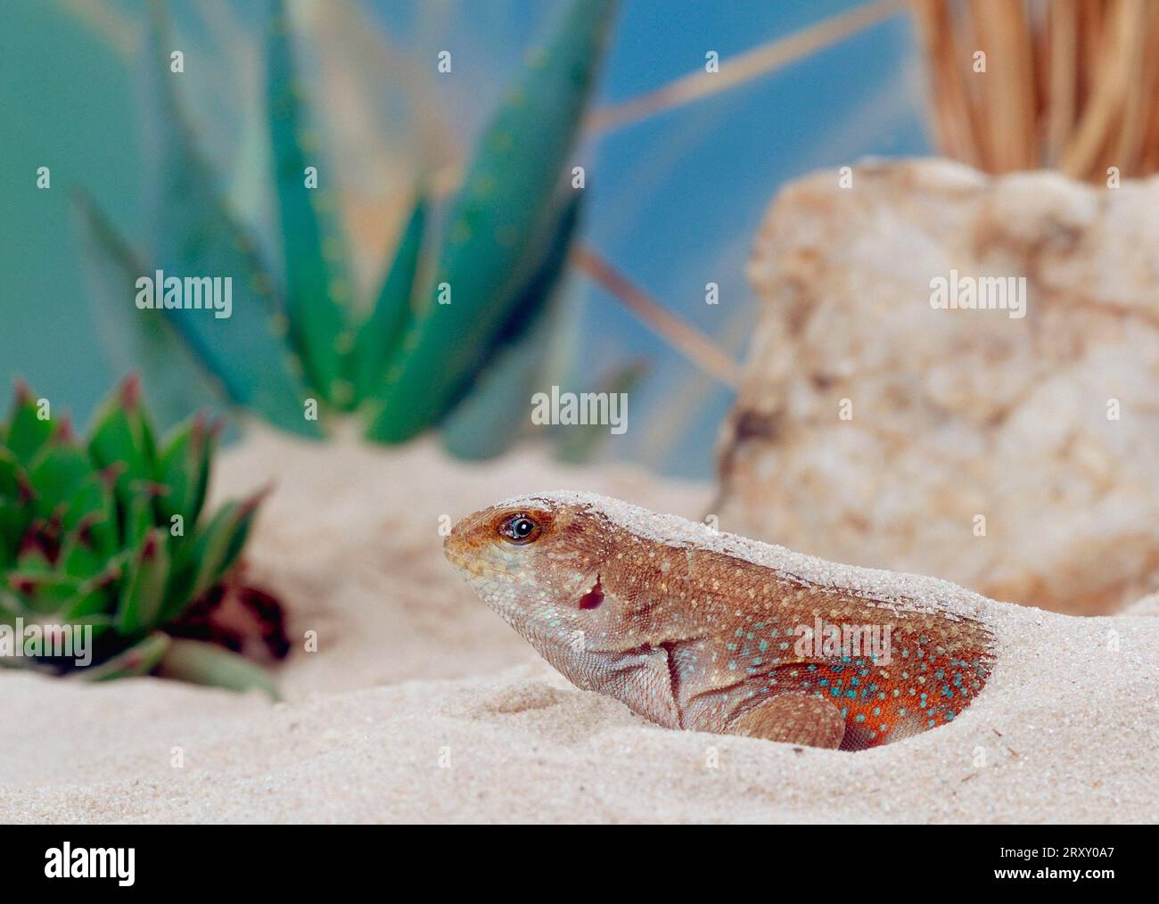 Iguana a testa liscia di Schreibers (Leiocephalus schreibersi), iguana mascherata, iguana mascherata da Haiti Foto Stock