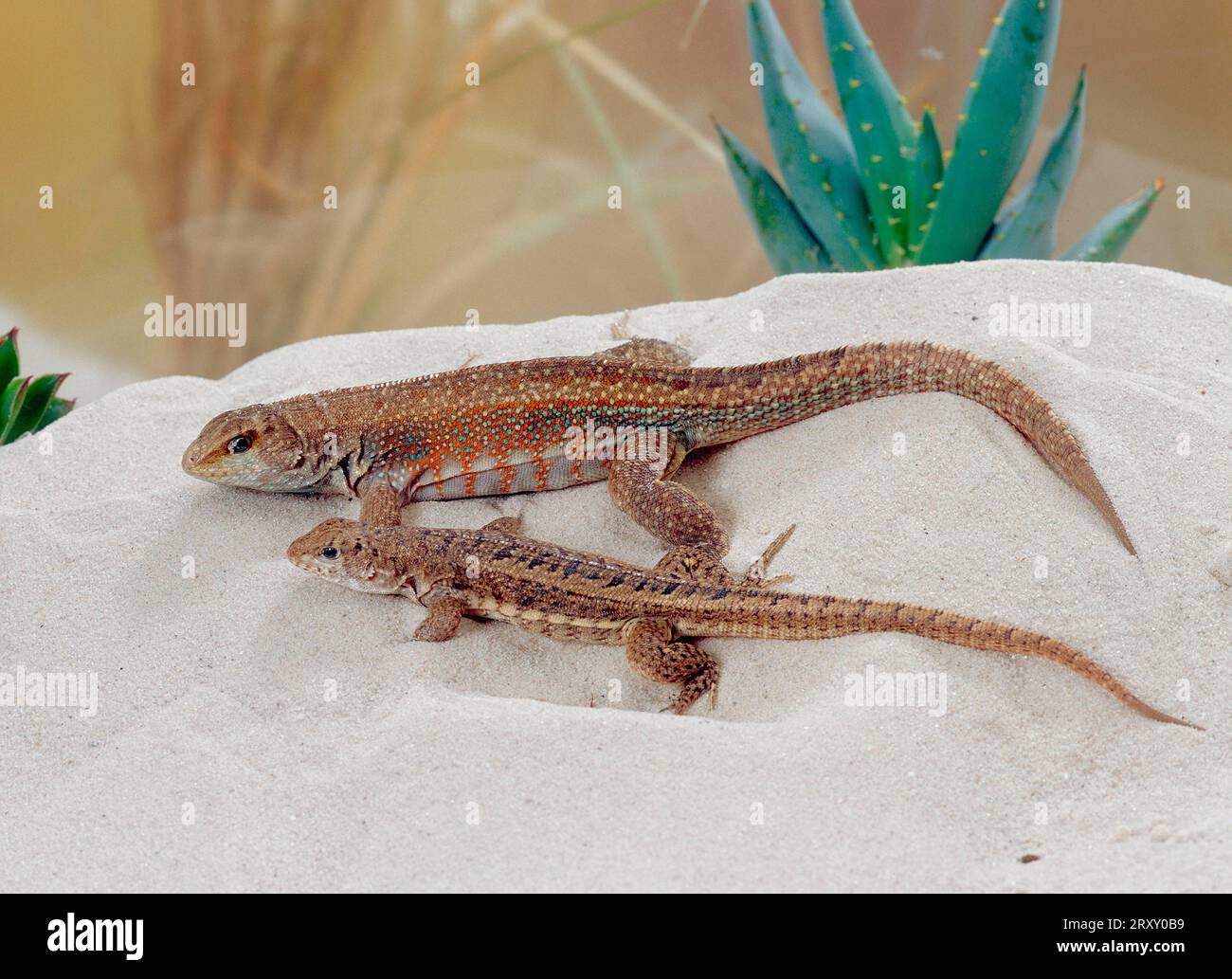 Iguana a testa liscia di Schreibers, coppia (Leiocephalus schreibersi), iguana mascherata, iguana mascherata di Haiti Foto Stock
