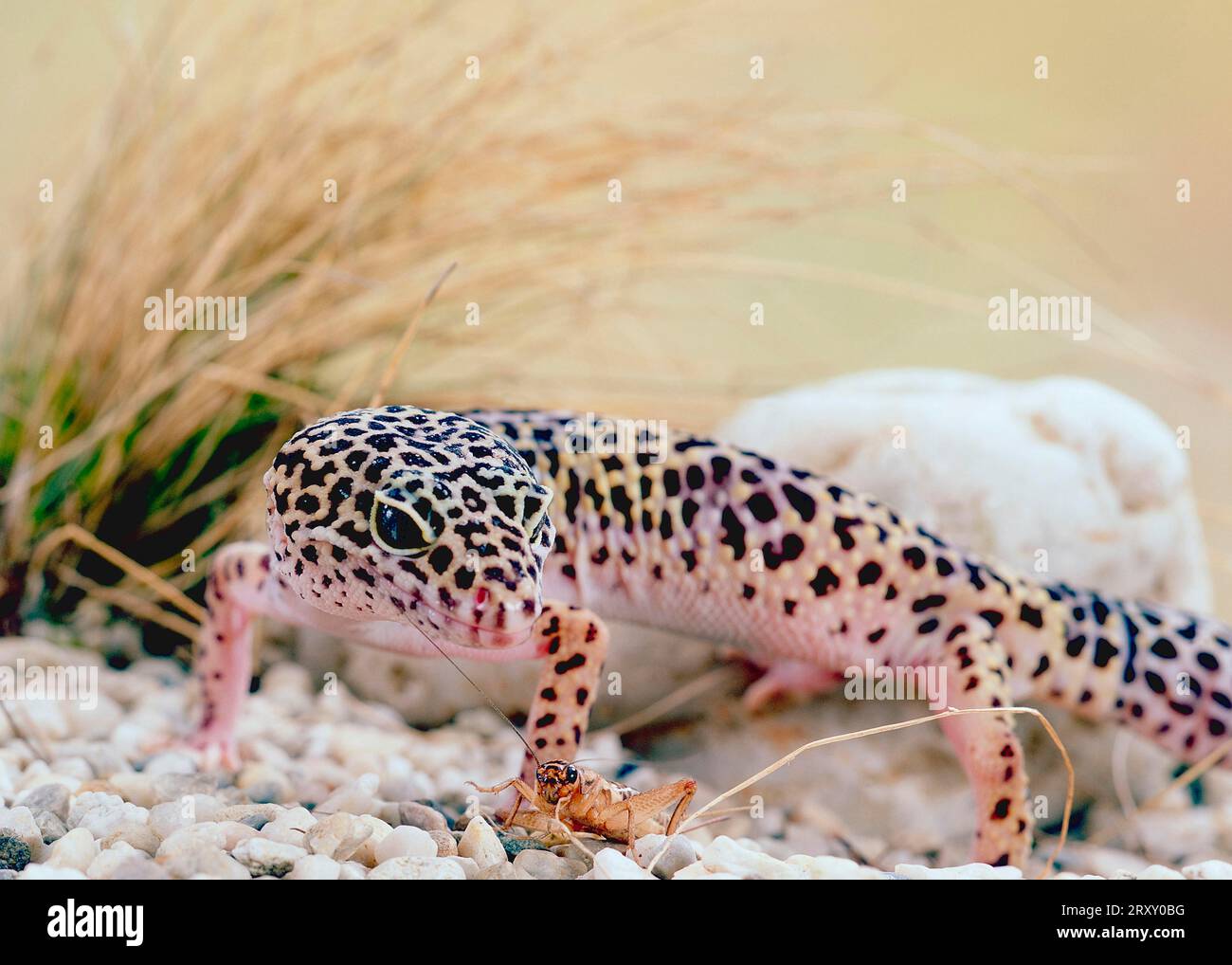 Geco leopardo (Eublepharis macularis) Foto Stock
