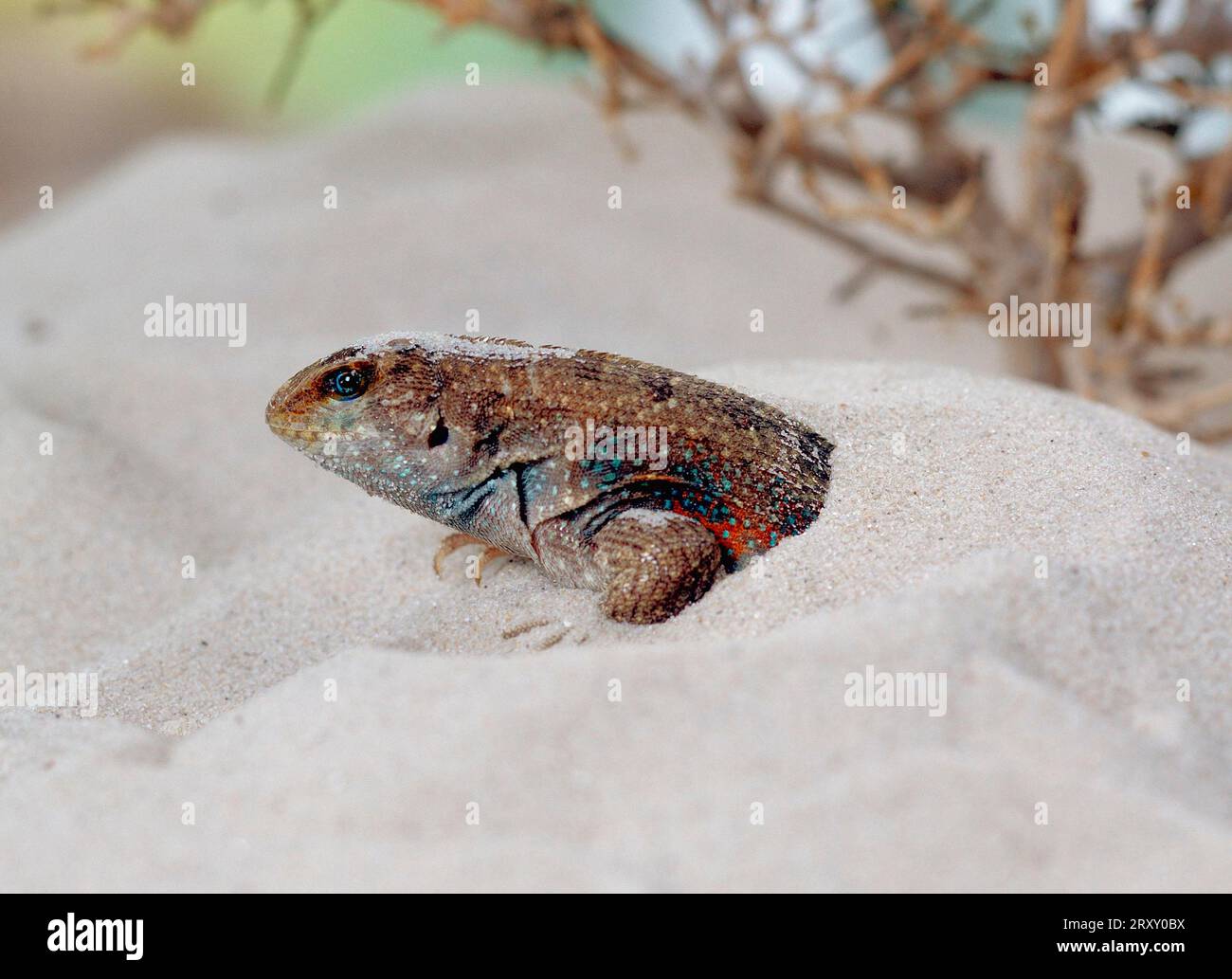 Iguana a testa liscia di Schreibers (Leiocephalus schreibersi) Foto Stock