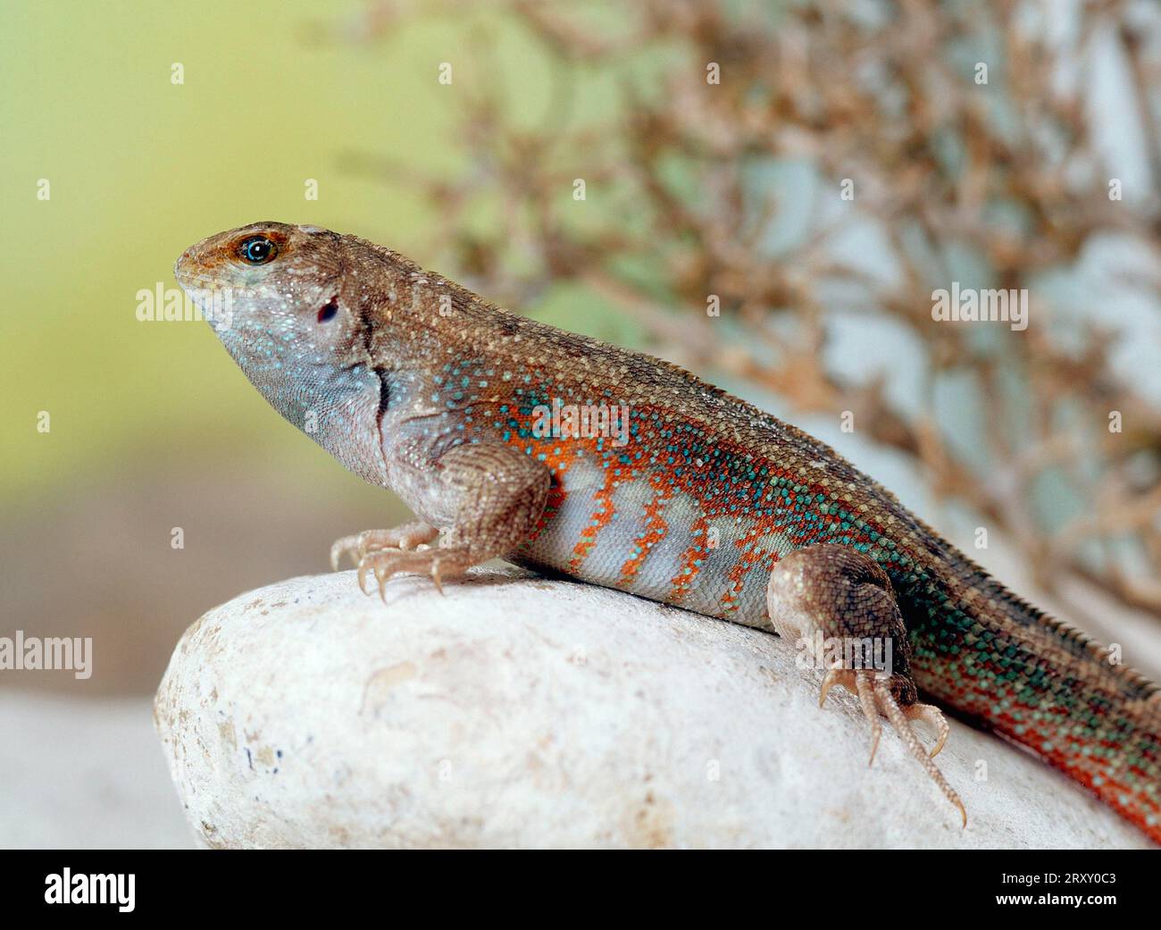 Iguana a testa liscia di Schreibers (Leiocephalus schreibersi), iguana mascherata, iguana mascherata da Haiti Foto Stock