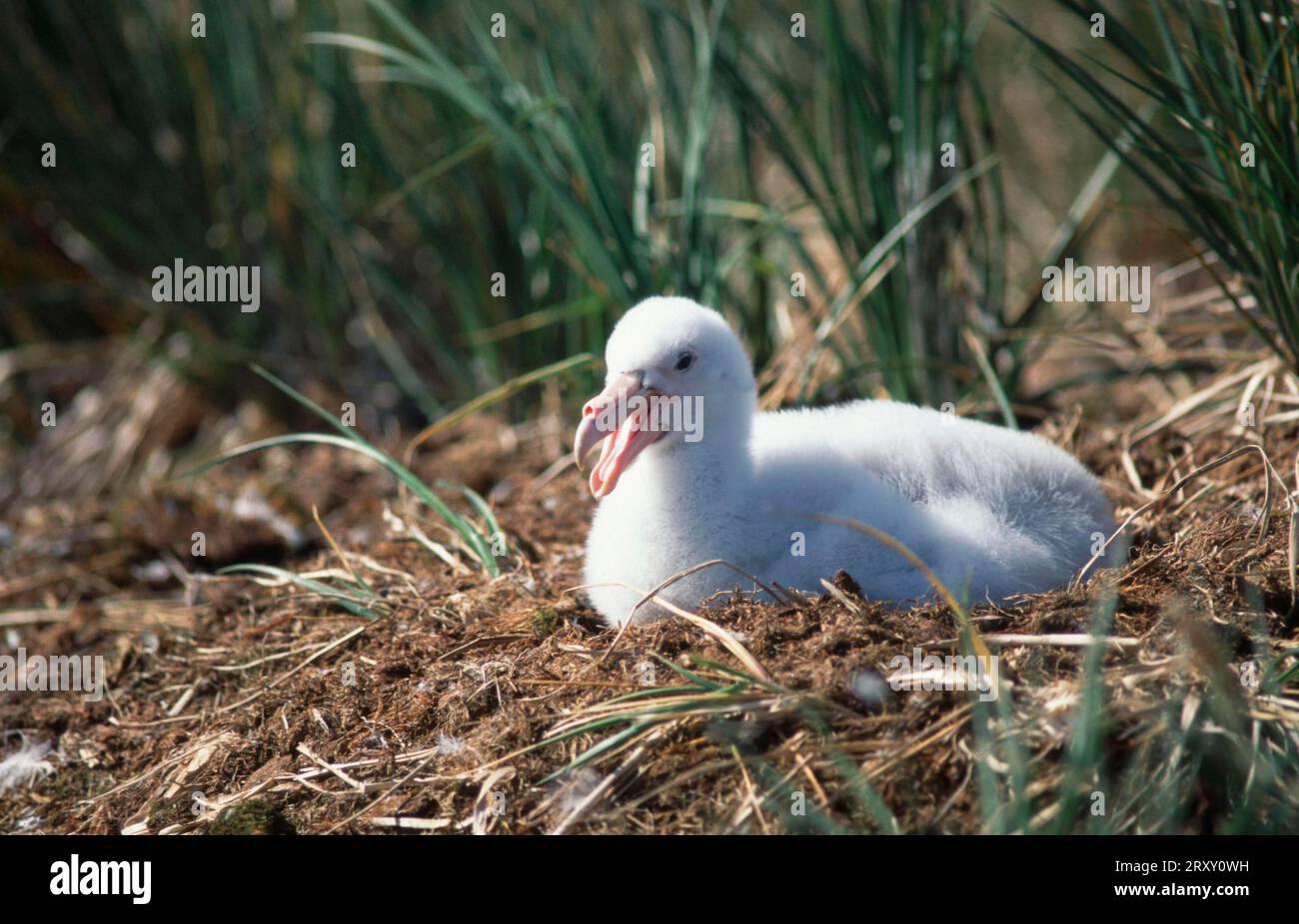 Southern Giant Petrel (Macronectes giganteus), Georgia del Sud, giovane, al nido, Isola dei prioni, Georgia del Sud, petrel gigante del sud, giovane uccello al nido Foto Stock